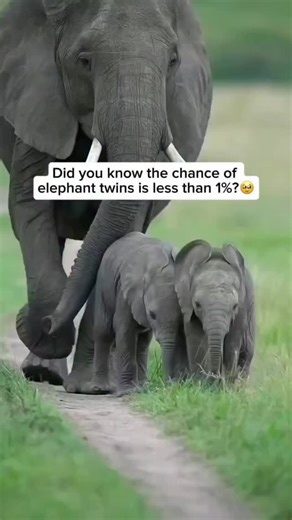 Elephants Rescue Sanctuary 🐘 on Instagram: "Baby elephants being born as twins is extremely rare, with the chance being less than 1 percent. Elephant pregnancies last nearly 22 months and require an enormous amount of energy from the mother, making it difficult to support two calves at once. Because newborn calves depend heavily on their mother’s milk, protection, and constant care, raising twins is especially challenging. This rarity makes elephant twins a remarkable and unusual event in the w