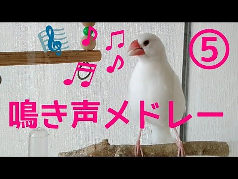 文鳥【鳴き声メドレー⑤】さえずり、呼び鳴き、甘え鳴き いろんな鳴き声集めました Java sparrow
