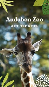 Audubon Zoo welcomes two young giraffes! Don’t miss your chance to see them grow, play, and discover as they explore their new home. | Audubon Nature Institute