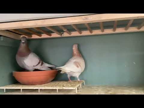 Breeding the Tipplers pigeons 2025