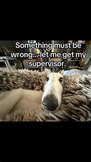 Sniffed. Regretted it. We’re clocking off. #snifftest #dogsandcats #funnypets #stinky