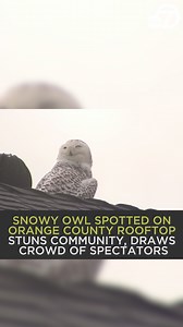 279K views · 9.4K reactions | RARE SIGHTING! 黎 An unexpected visitor quickly gained a lot of attention, drawing crowds of ornithology experts, wildlife enthusiasts and local residents hoping to catch a glimpse of the majestic creature. https://abc7.la/3WLFrrQ | ABC7 | Facebook