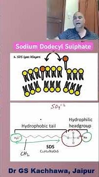 Protein Isolation | Role of SDS |CSIR | NET