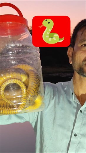 //rate snake rileas//#snake #animalrescue