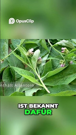 Beinwell: Natürliche Heilkraft für Knochen & Gelenke!