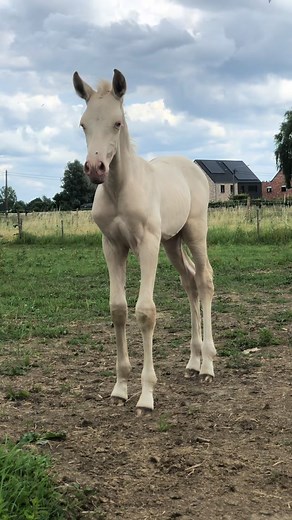 Deseo is the offspring of my very first homebred PRE mare, Maravilla AS, and my Spanish-imported stallion Jacobo JF, who came to me as a green three-year-old. Both horses mean the world to me, each a huge milestone in my life, and being able to breed my very own perlino stallion from them was truly the dream of all dreams. 🥹 It all feels like it happened just yesterday… so surreal. I feel unbelievably blessed to have been able to make this come true. I held on so tightly to every dream I ever h