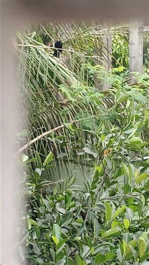 Baby and cuckoo crying together🤔