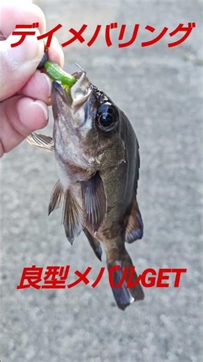 広島デイメバリングしてきた