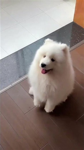 Cutest White Hairy Puppy 🥰 #pets #puppy #shorts