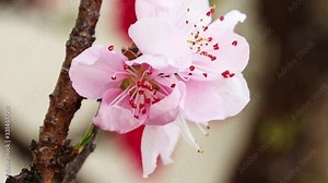 Time lapse footage of pink peach blooming from bud to full blossom, 4k video. Stock Video