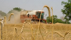 combine harvester working on wheat field. Wheat harvester, wheat crop being harvested, close up of wheat harvester, The crop is being harvested by modern method by machine, wheat harvesting,