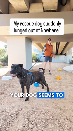 Has your Dog ever lost it and you can't figure out why? Trigger Stacking is when your dog's stress level builds up from multiple stressful events in a short period. This can make your dog overwhelmed and react disproportionately to a minor trigger. Stress hormones might accumulate, leading your dog to have an out-of-character reaction, such as a sudden growl, lunge, or even bite, even from things they would normally tolerate. Best thing to do is to help your dog recover, find low key enriching t