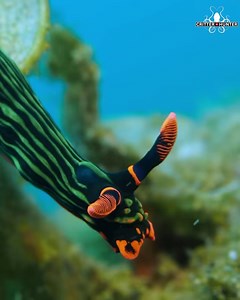 Nudibranchs are famous for their vivid colors and intricate patterns. Some species display such brilliant hues that they almost seem to glow underwater, making them a favorite subject for underwater photographers and marine enthusiasts. Critter Republic Dive Center #scubadiving #seaslug #diver #ocean #sea #diving #colors #nudibranch #nature | Critter Hunter