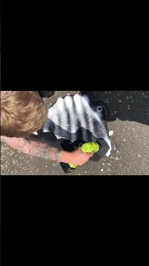 Deep Cleaning Car Floor Mats: A Simple and Effective Guide#carcleaning #detailing