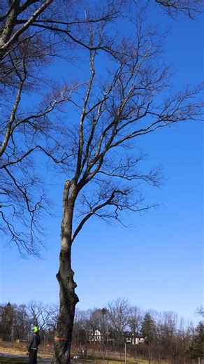 4.8K views · 17 reactions | To the  ️: Alpine Tree Service Inc. #ArboristEquipment #ArbLife | TreeStuff.com | Facebook