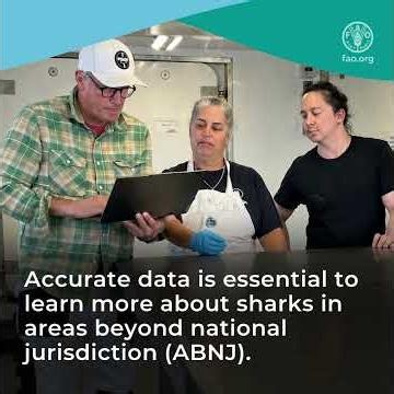 Digital key to advance deepwater shark identification