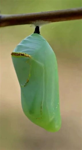 Meet Luna: Learn Butterfly Life Cycle & Conservation