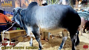 1.4K views · 55 reactions | BEAUTIES OF AL-SHIFA CATTLE FARM NOW AT DALFA CATTLE SHOW SEASON 4 ❤️ | Pakistan cattle market | Facebook