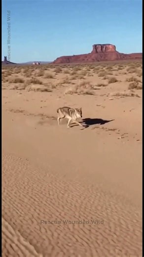 Real-Life Looney Tunes? Coyote vs Roadrunner FAIL! 🤣🚀 (AI Video) #viralanimals #funny #shorts