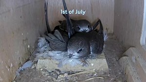 Swiftlets grow fast! Here's how they've been coming along in our nestbox this year. Won't be long till they make their own way in the world. Massive thanks to Bolton And Bury Swifts for their support with this project. #SwiftAwarenessWeek | RSPB