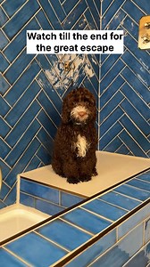 ASMR Episode 53: Kaya the Cavapoo🛁🫧 #doggrooming #asmr #dogasmr #cavapoo #cavapoopuppy | Doggy Styling