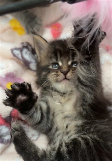 Mossy Cottage Maine Coons 🌙 (@mossycottagemainecoons)’s videos with 2025 Recap by northernelg - nathaellabat