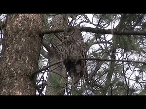 Voice Of The Great Grey Owl