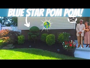 How to prune Blue Star Juniper Pom Poms! [Overgrown flower bed cleanup]