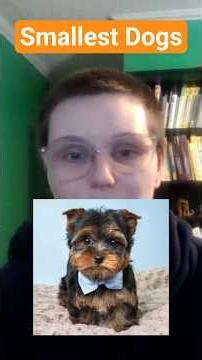 Smallest Dog Breeds Ranked