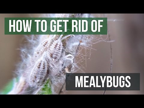 How to Get Rid of Mealybugs (4 Easy Steps)