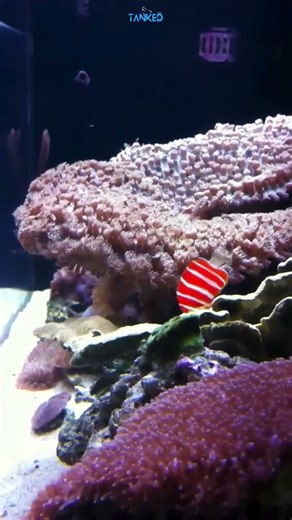 Peppermint Angelfish 🍬 Rare Striped Beauty| TANKED IND | @tanked_ind