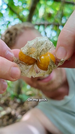 Kalem | TheKiwiGrower on Instagram: "Something Strange Happened Inside This Fruit… 😲 This Cape gooseberry somehow grew two fruits in the one calyx! It's so interesting the unusual things nature sometimes throws at us. It makes discovery in the garden that much more fun! #freakofnature #capegooseberry #growingfruits #gardening"