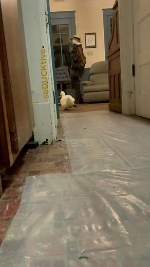 Duck running down the hall (viral tiktok wrinkle the duck)