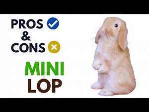 Mini Lop Rabbit Pros And Cons | Mini Lop Advantages And Disadvantages