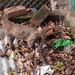 Witness the Most Intense Cat Battles Ever! | Animals world