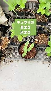 キュウリの夏まき・秋まき