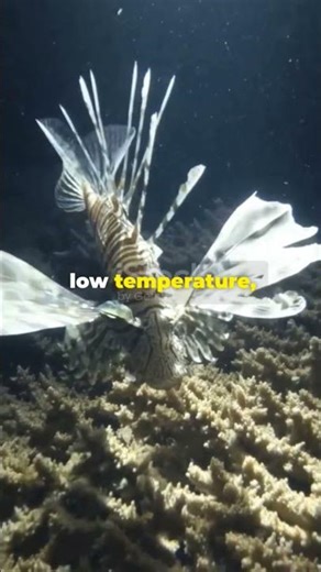 Life in the Deep Sea