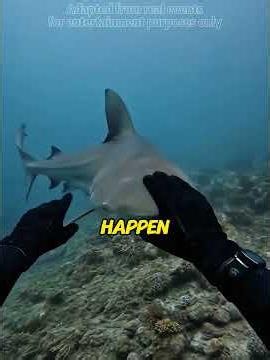 Saved a stranded shark. A month later, this apex predator rushed at me like a puppy!😭❤️#sharkrescue