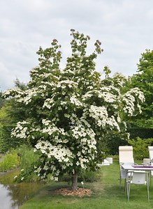 Cornus kousa 'China Girl'