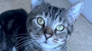 I adopted a test lab cat. Here's what happened. We interviewed instagram.com/bagelthebaker for this video produced exclusively by GeoBeats. Thanks Beagle Freedom Project | GeoBeats Animals