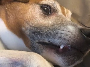 Dog Battles Vicious Pack of Rats in London Alley 😱🐶🐀 | Caught on Camera!