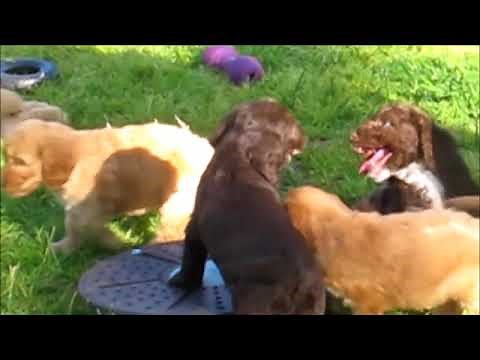 Cobberdog Puppies Adventure Playground