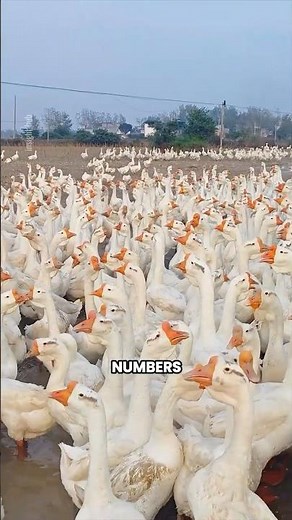 Inside China’s Massive Goose Farms Feeding Millions