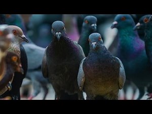 Pigeons Identify Cancer 'as Well as Humans'