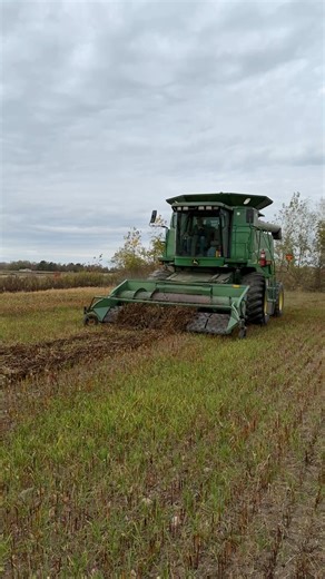 First time Harvesting Buckwheat!! | Murphy Farms