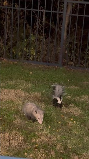 Skunk attacks opossum during balcony snack in Round Rock, USA