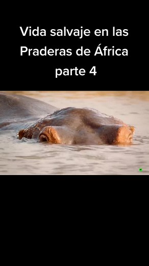 Hippos in Their Natural Habitat: Wildlife in Africa Part 4