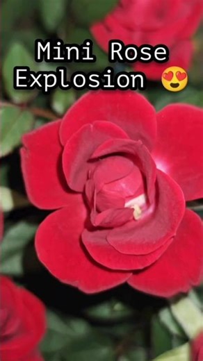 Mini Rose Explosion 🌹😍 So Many Flowers at Home! #minirose #rose #plants #shorts #gardening #flowers