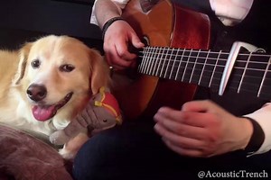 Bohemian Rhapsody medley in honor of Freddie Mercury's birthday today! w/ Maple The Pup | AcousticTrench