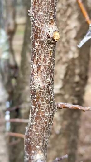 Apricot Tree Grafting Techniques Explained